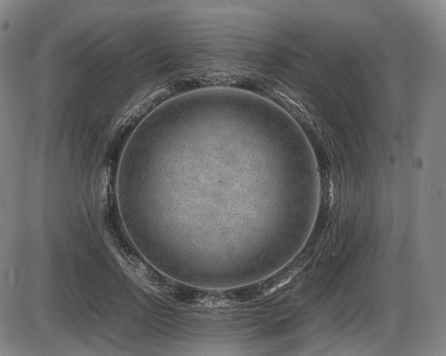 X0000086290742200703301135