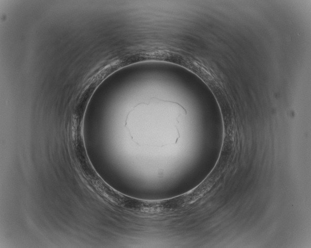 X0000086290744200703301135