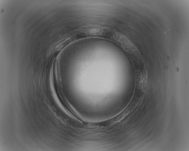 X0000086290746200703301135