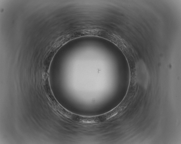 X0000086290749200703301135