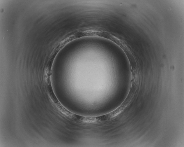 X0000086290767200703301136