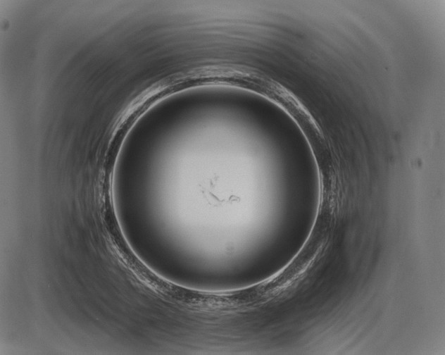 X0000086290786200703301135