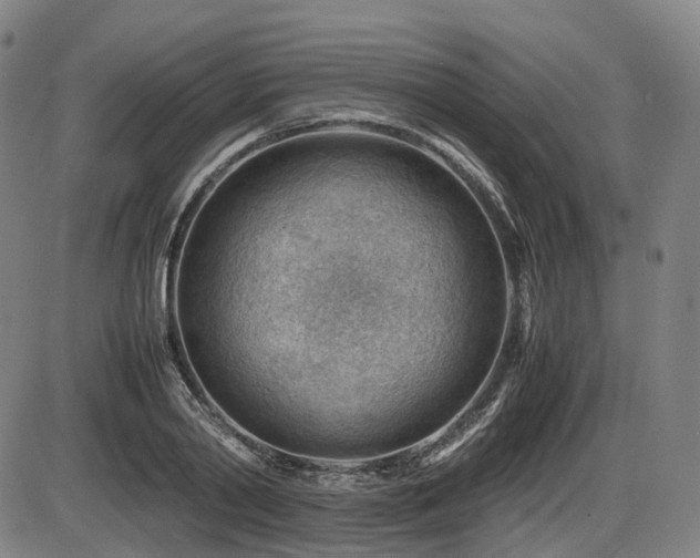 X0000086290790200703301135