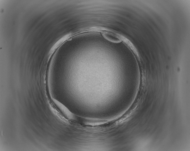X0000086290954200703301132