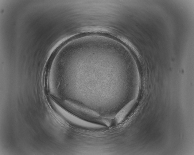 X0000086290983200703301131