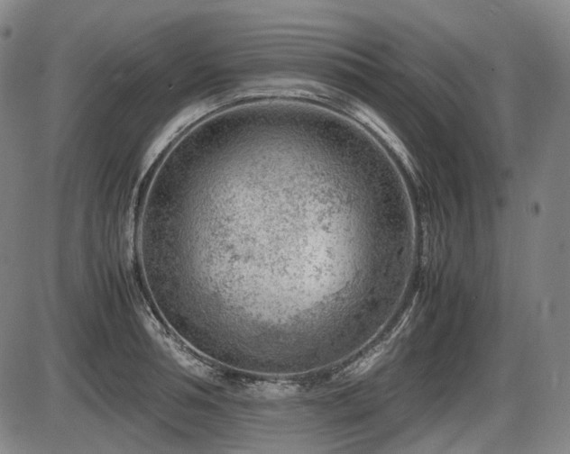 X0000086290994200703301131