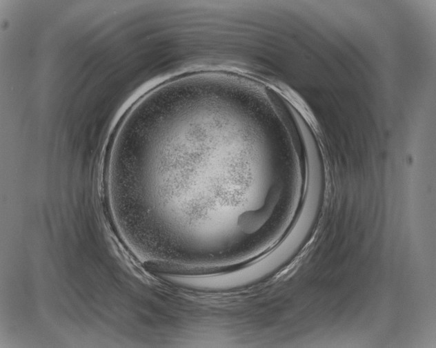 X0000086291052200703301131