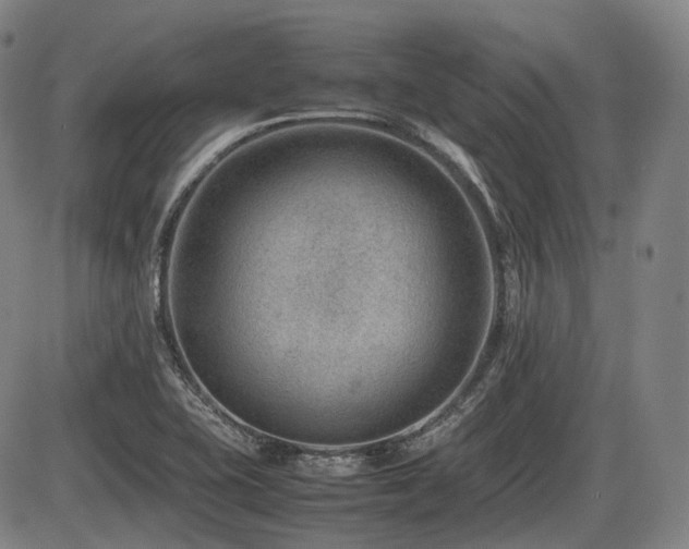 X0000086291415200703301124