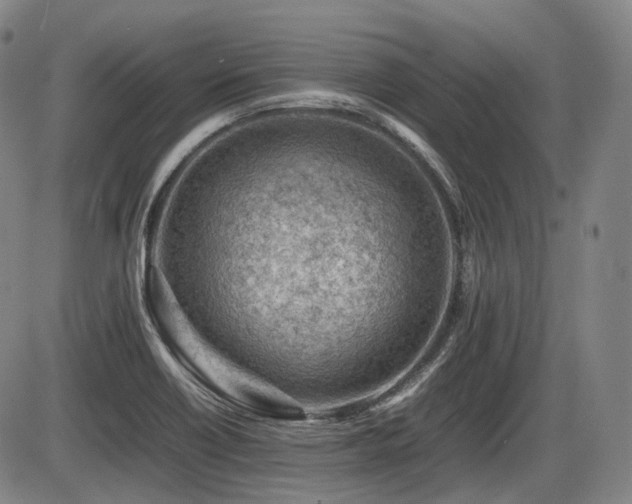 X0000086291418200703301124