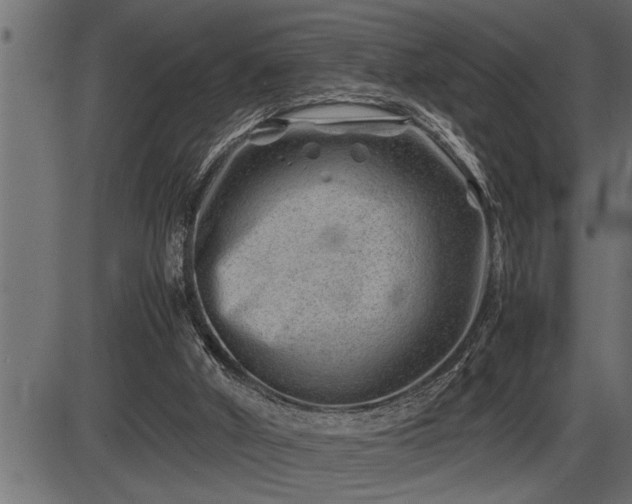 X0000086290010200704091007