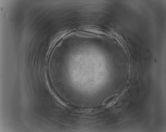 X0000086290049200704091006
