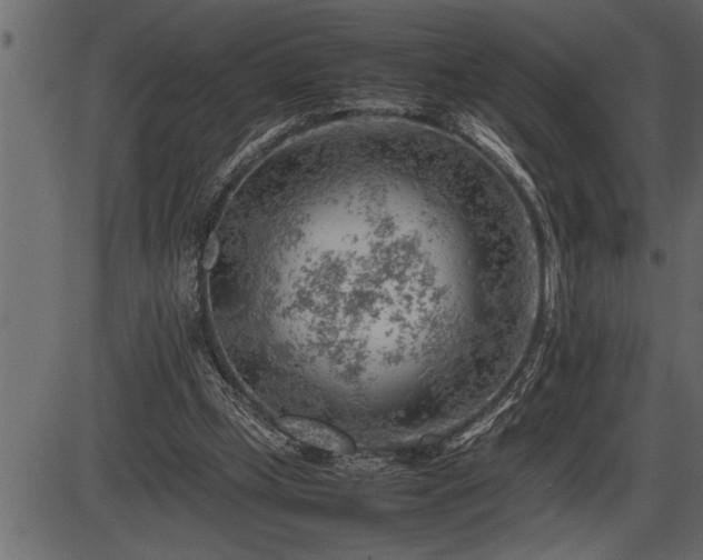 X0000086290249200704091003