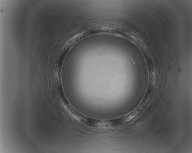 X0000086290415200704091000