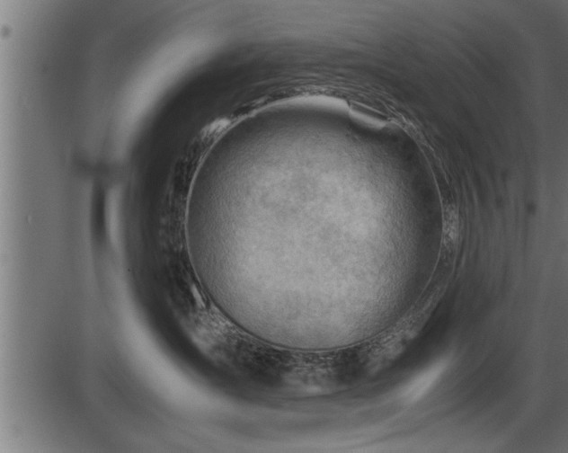 X0000086290431200704091000