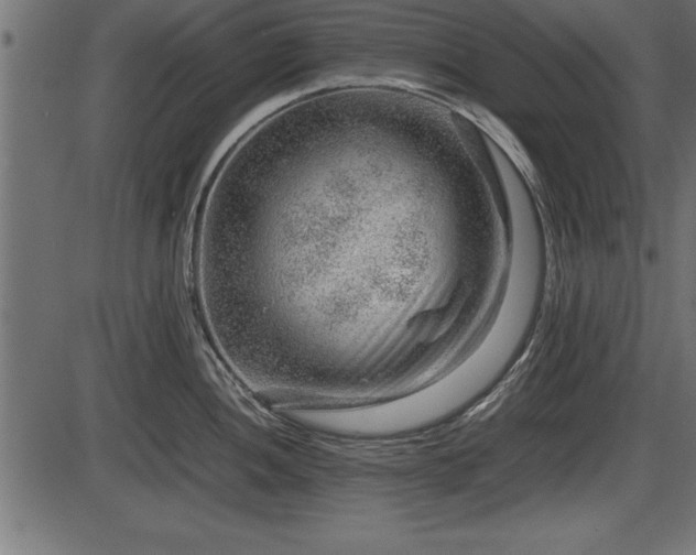 X0000086291052200704090950