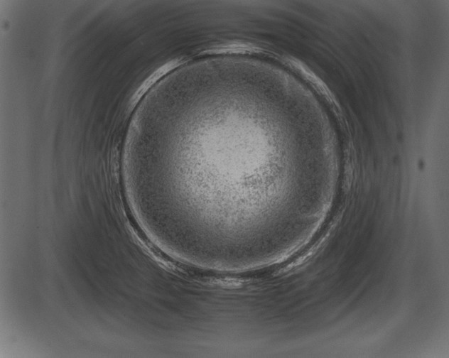 X0000086291329200704090945
