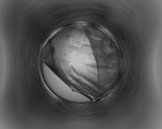 X0000086290851200704131546