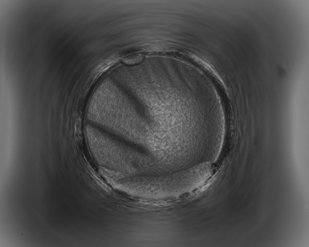 X0000086290881200704131545
