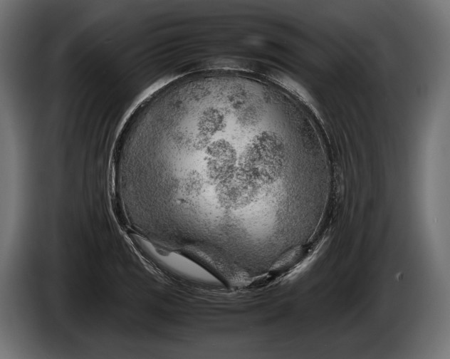 X0000086291125200704131541