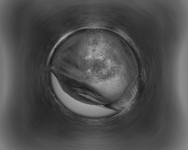 X0000086291224200704131540
