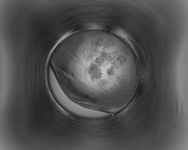 X0000086291235200704131540