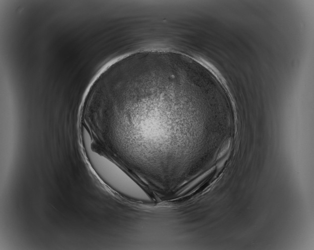 X0000086291392200704131537
