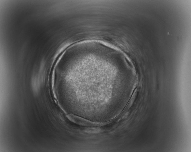 X0000086290099200704201931