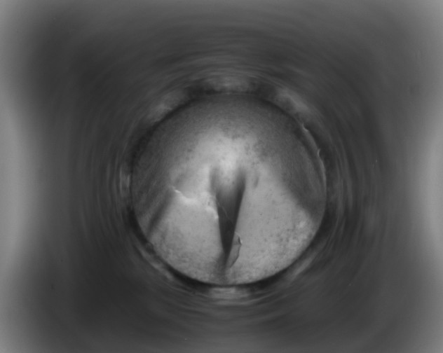 X0000086290281200704201929