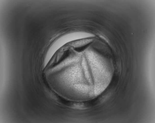 X0000086290355200704201927