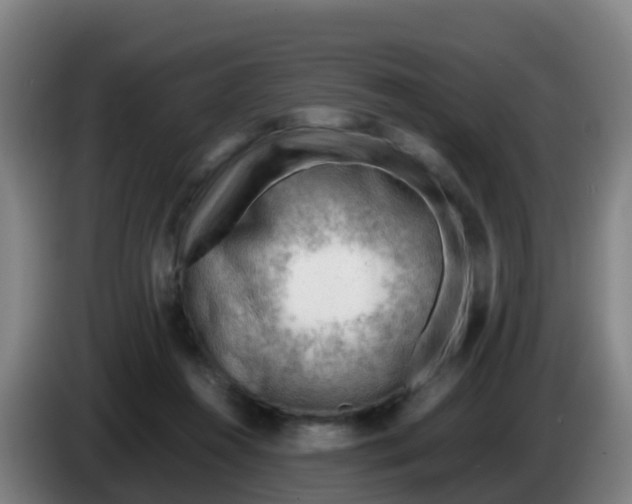 X0000086290360200704201927