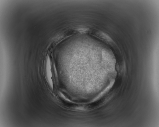 X0000086290365200704201927