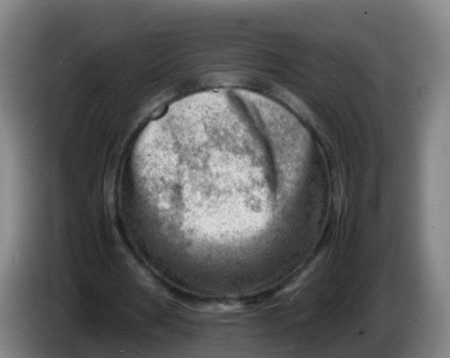 X0000086290386200704201927