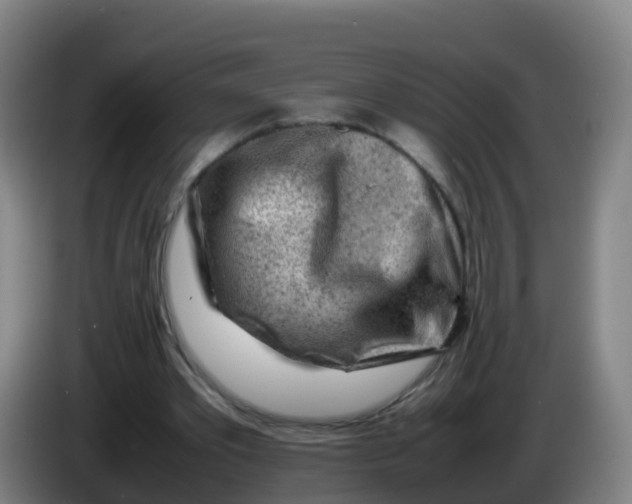 X0000086290389200704201927