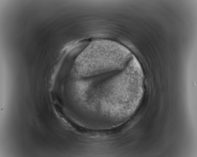 X0000086290434200704201926