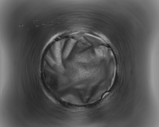X0000086290438200704201926