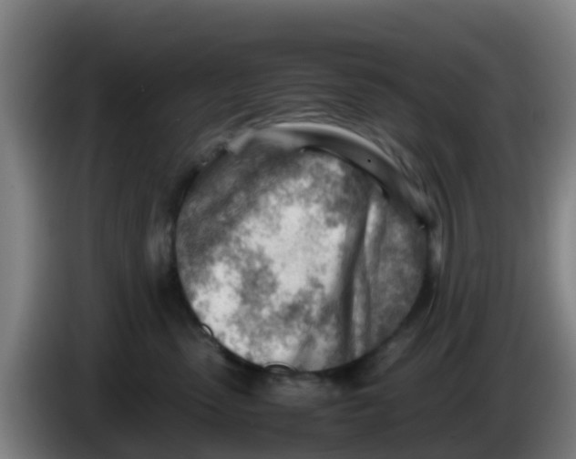 X0000086290475200704201926