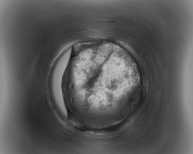 X0000086290626200704201923