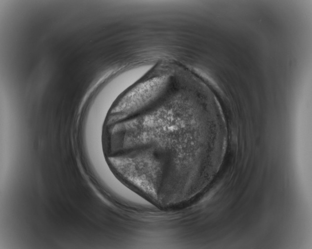 X0000086290630200704201923
