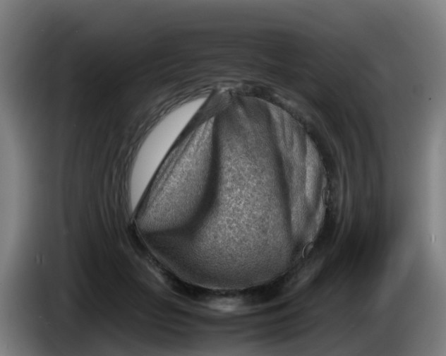X0000086290653200704201924