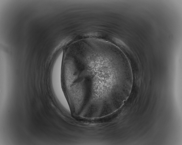 X0000086290735200704201922