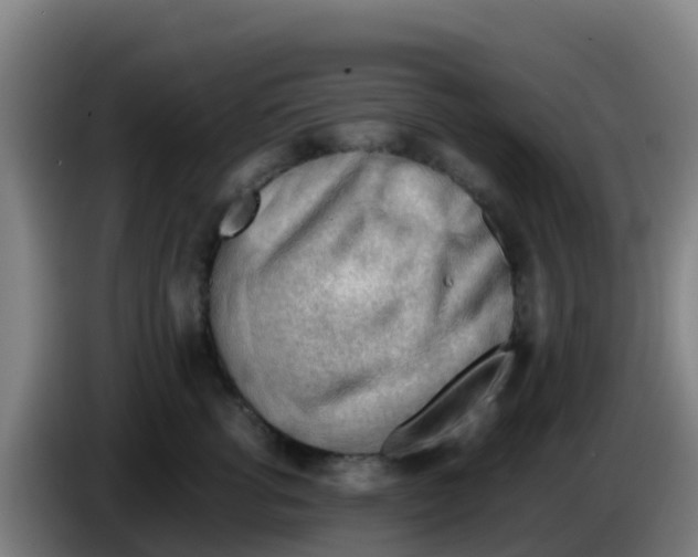 X0000086290762200704201923