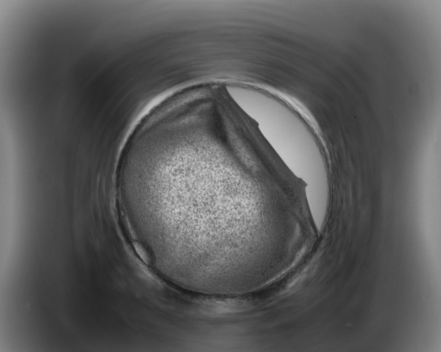 X0000086290895200704201921