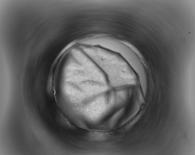 X0000086290910200704201920