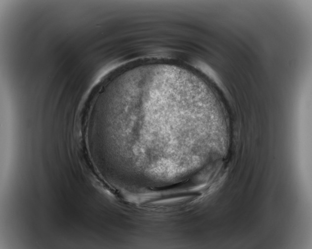 X0000086290923200704201920
