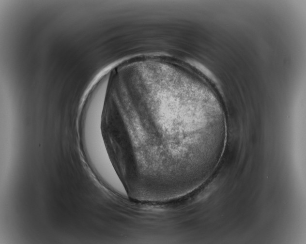 X0000086290935200704201920