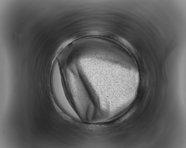 X0000086290938200704201920