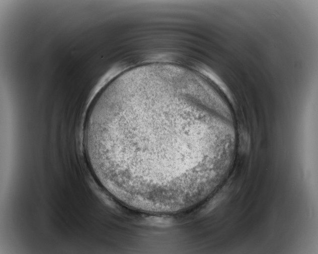 X0000086290994200704201919