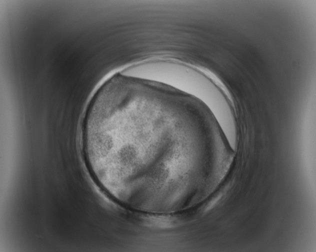 X0000086290999200704201919