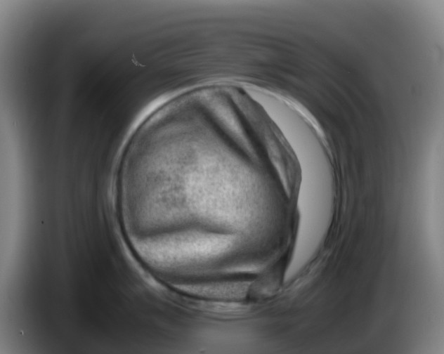 X0000086291007200704201919