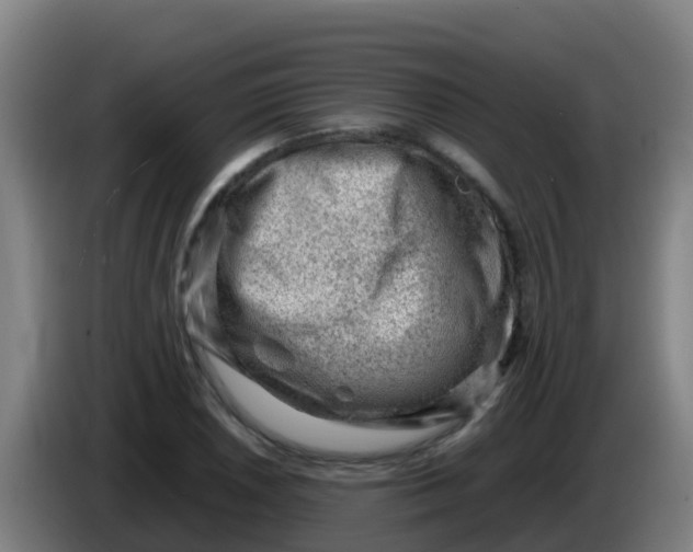 X0000086291026200704201919